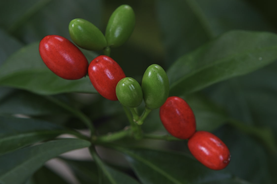 蘿芙木出現白粉病是什麼原因？