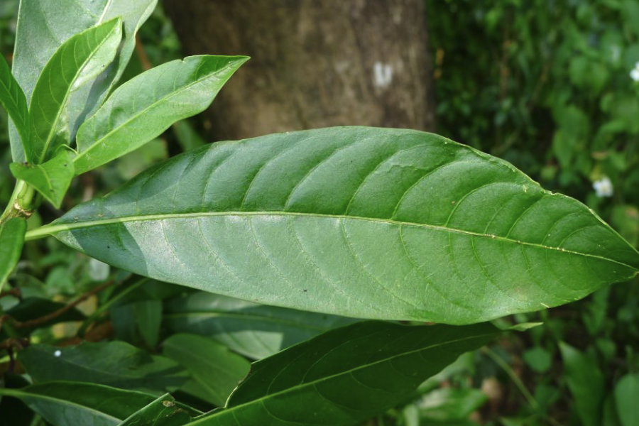 蘿芙木能長多高，怎麼修剪？