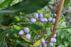 <strong>蘿芙木能長多高，怎麼修剪？</strong>