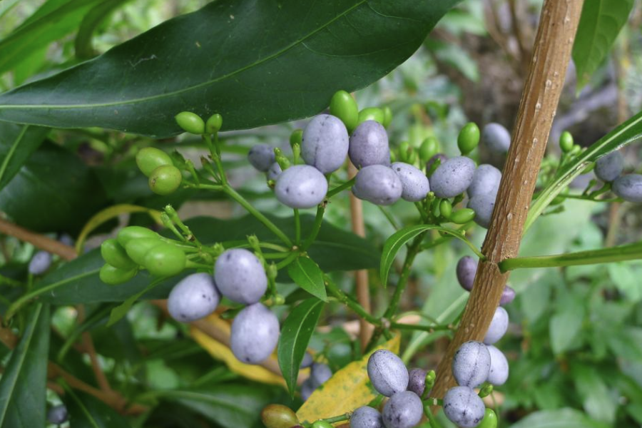 蘿芙木能長多高，怎麼修剪？