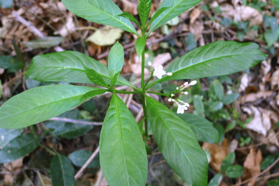 蘿芙木怎麼鋪施基肥和基質？