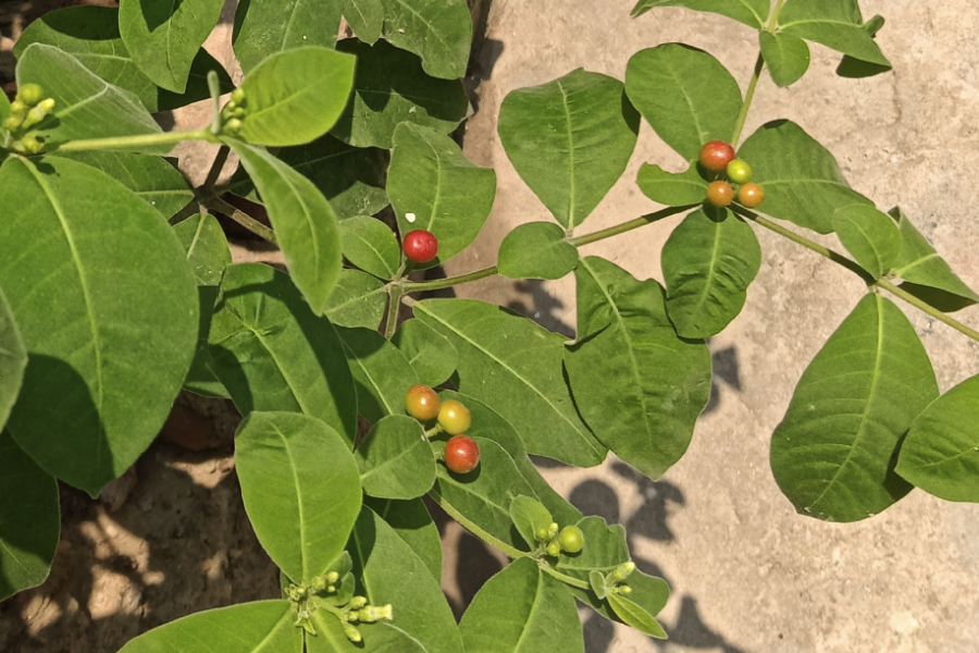 蘿芙木怎麼鋪施基肥和基質？