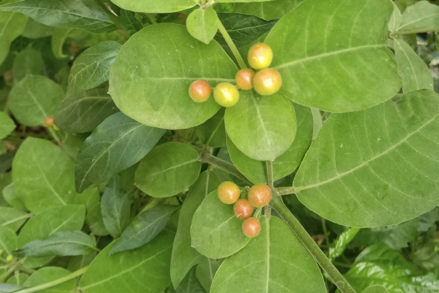 蘿芙木加入農家肥有什麼好處？