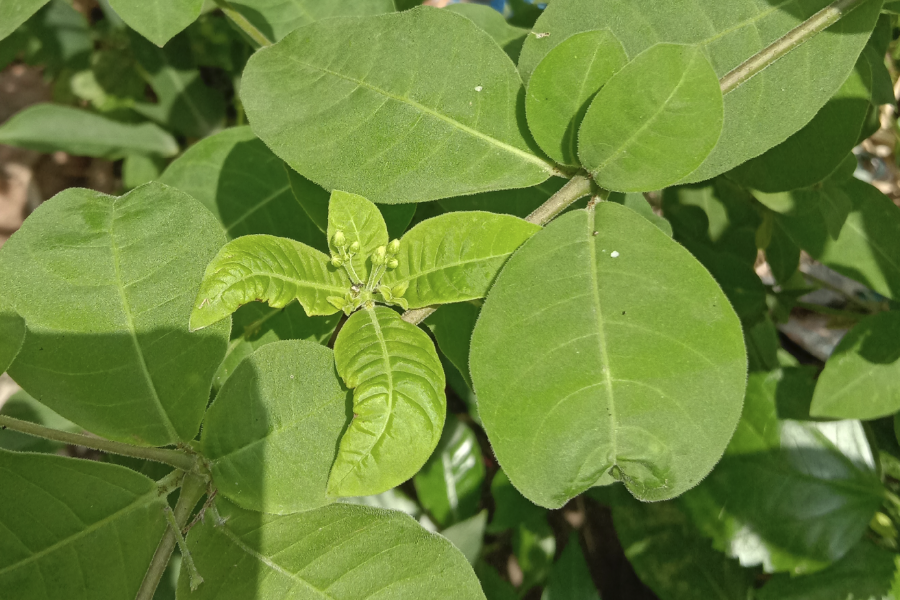 蘿芙木栽種前對基質有什麼要求？