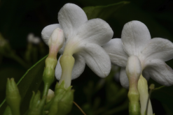 <strong>蘿芙木怎麼收集種子和進行處理？</strong>