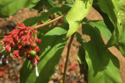 <strong>蘿芙木花朵形狀有什麼特點和美感？</strong>