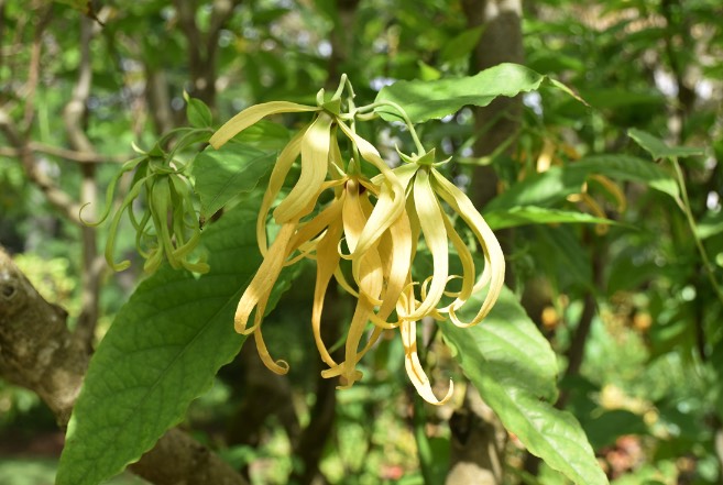 依蘭能長多高，庭院種植需要注意什麼 ？