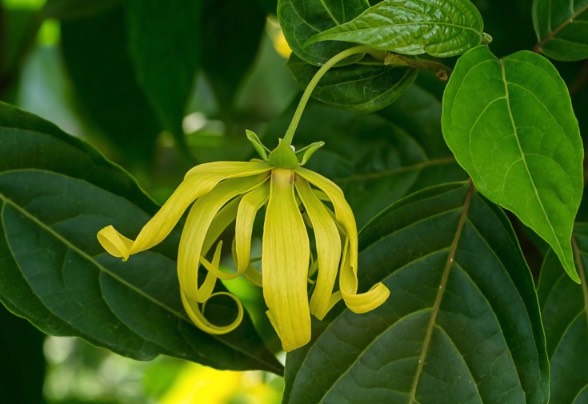 依蘭的葉子和花朵有什麼形態特點 ？