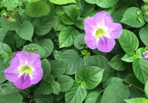 赤道櫻草出現黴菌病有什麼症狀 ？