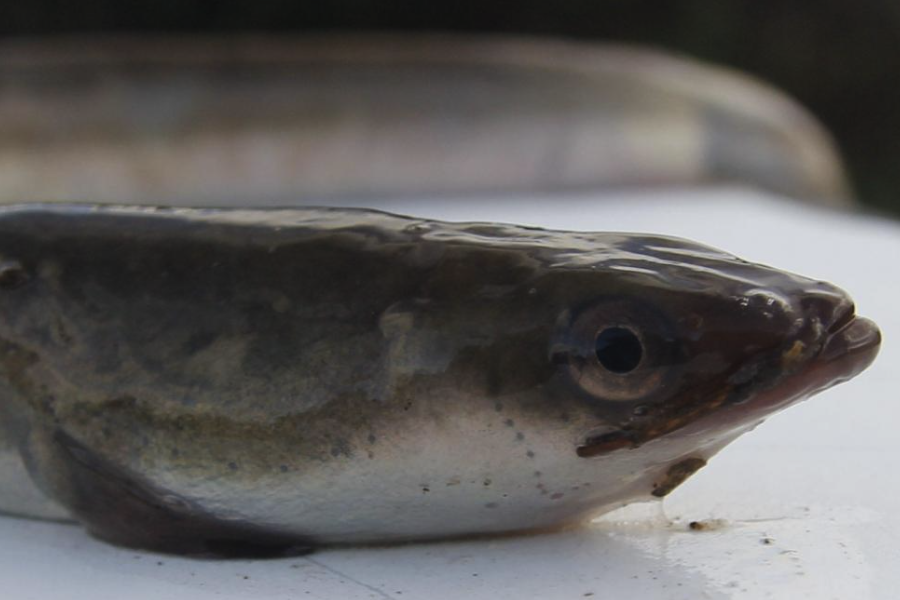 麥穗魚可以作為黃鱔的食物嗎，一起飼養有什麼好處?