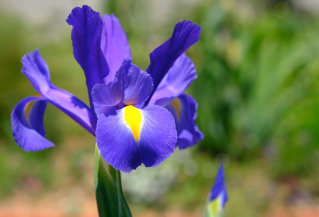 狗牙花的花朵和花瓣有什麼美感 ？