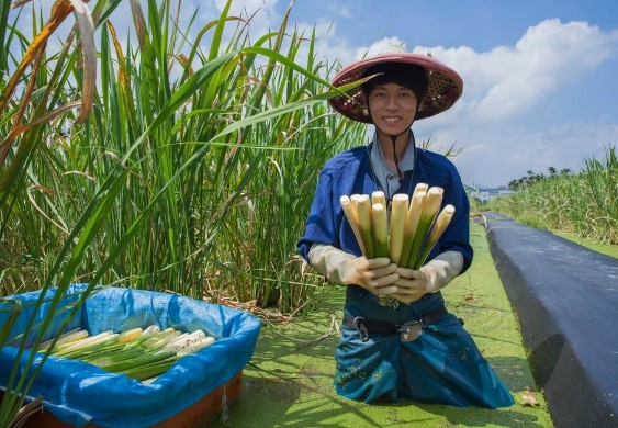 茭白田地加入腐熟豬糞有什麼好處 ？