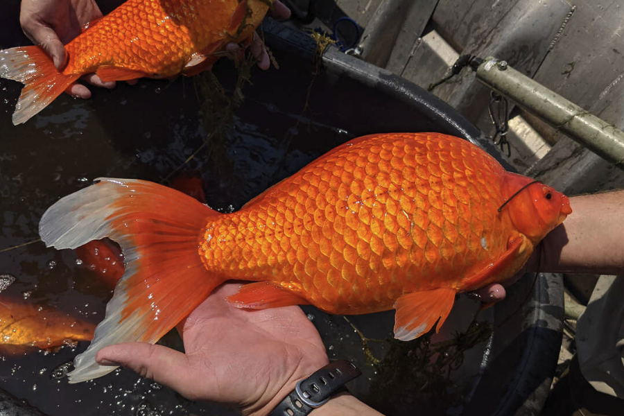 水泡金魚的存活率怎麼樣?