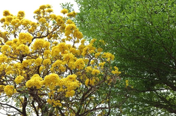 冬季怎麼給黃花風鈴木保溫 ？