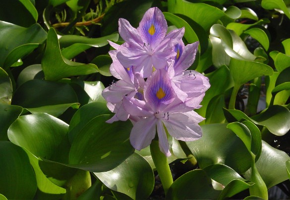 水浮蓮種在黃鱔池塘有什麼好處 ？