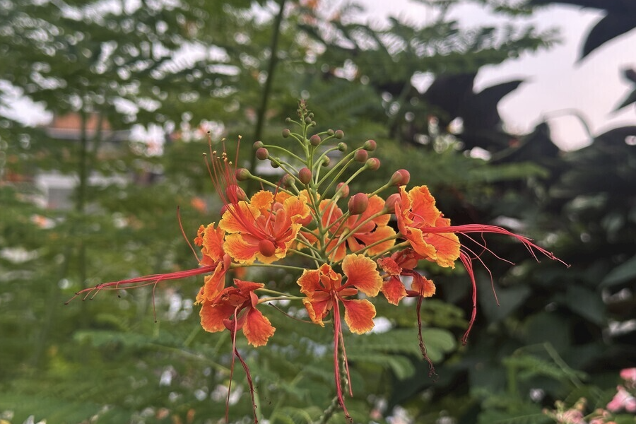 藍花金鳳花出現白粉病怎麼治療？