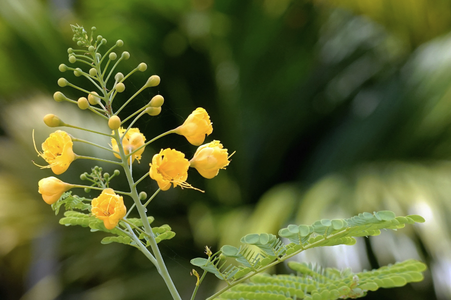 藍花金鳳花的種植方法介紹？