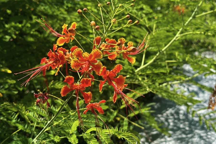 藍花金鳳花怎麼進行分株，需要注意什麼？