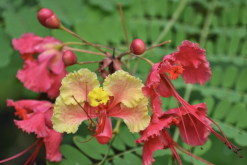 <strong>藍花金鳳花花朵有什麼特點，花期在什麼時候？</strong>