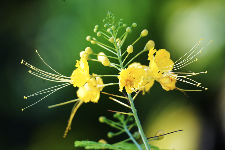 藍花金鳳花對土壤和溫度有什麼要求？