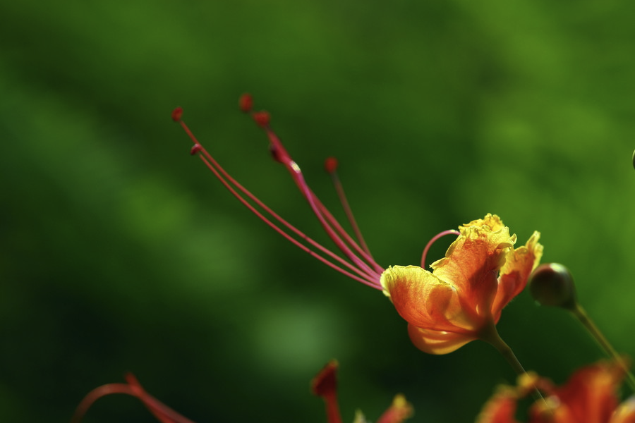 藍花金鳳花的生態習性是什麼樣的？