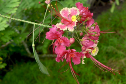 <strong>藍花金鳳花對生長環境有什麼要求，花期在什麼時候？</strong>