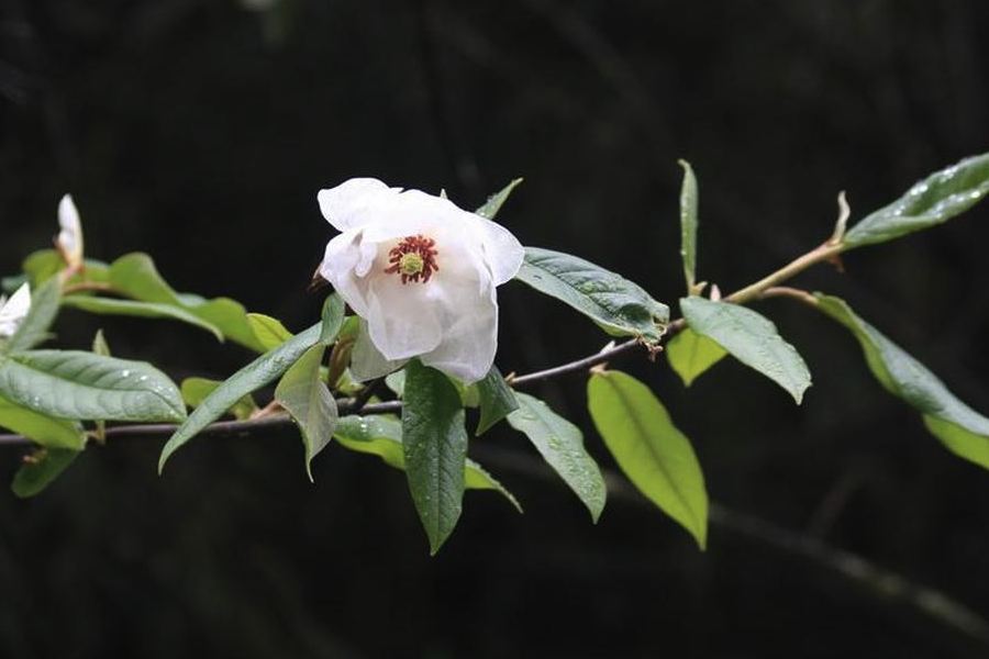 西康玉蘭怎麼盡心芽接？