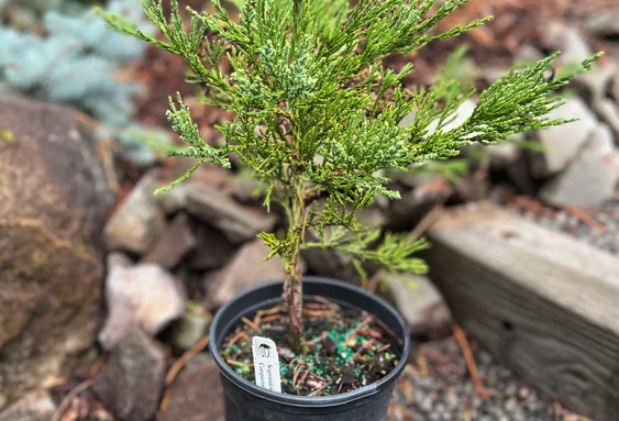 花旗鬆種植前需要做哪些準備 ？