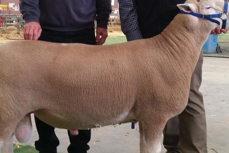 陶賽特羊主要在哪些地區飼養，體型形態怎麼樣？