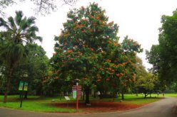 <strong>無憂樹用沙質土壤種植有什麼好處 ？</strong>