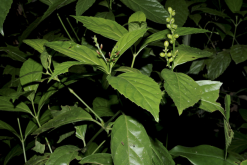 <strong>草珊瑚是什麼植物，有什麼形態特點？</strong>