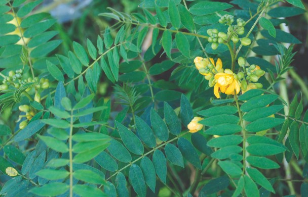 望江南怎麼培育種子和進行處理？