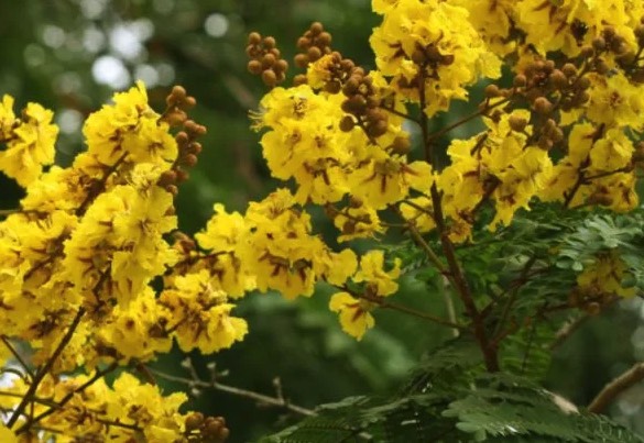 盾柱木種植在沙質土壤有什麼好處 ？