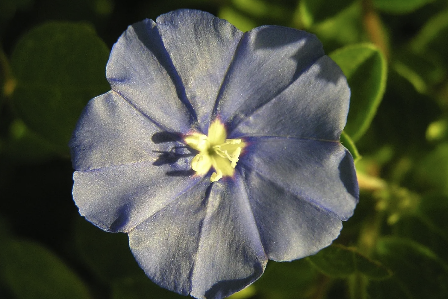 藍星花怎麼進行扡插?