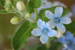 <strong>藍星花怎麼進行繁殖?</strong>