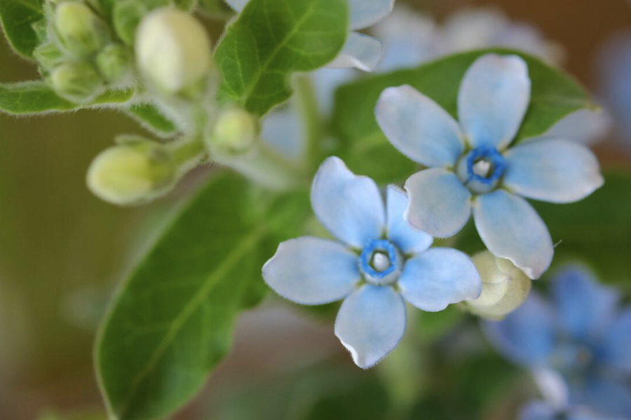 藍星花怎麼進行繁殖?