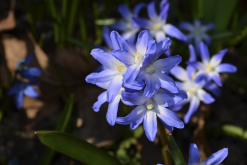 <strong>藍星花是什麼植物，有什麼形態特點?</strong>