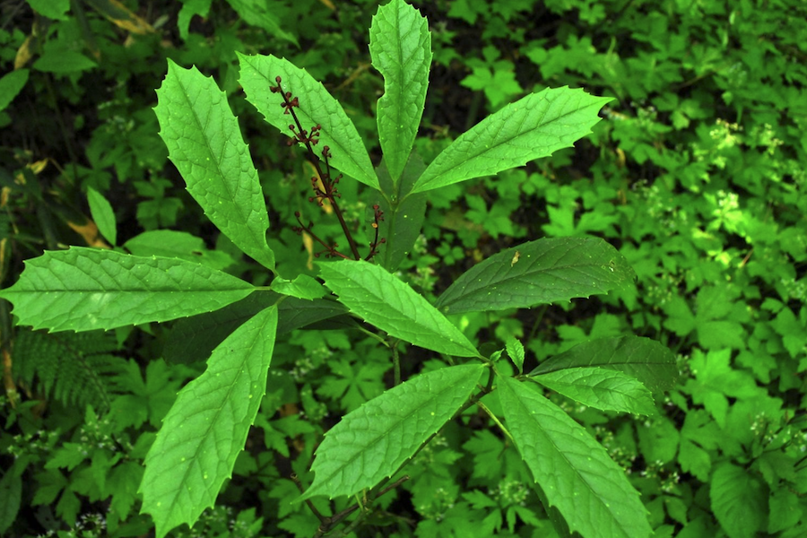 桃葉珊瑚有什麼生態習性，花期在什麼時候？