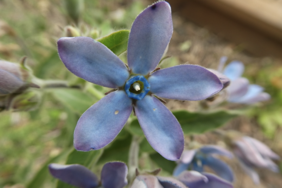 藍星花用沙質土壤種植有什麼好處？