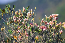 <strong>吊鍾花過冬需要注意什麼？</strong>