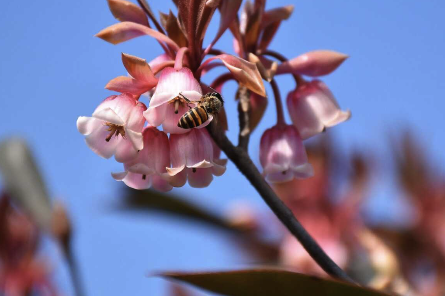 吊鍾花可以室內養殖嗎？