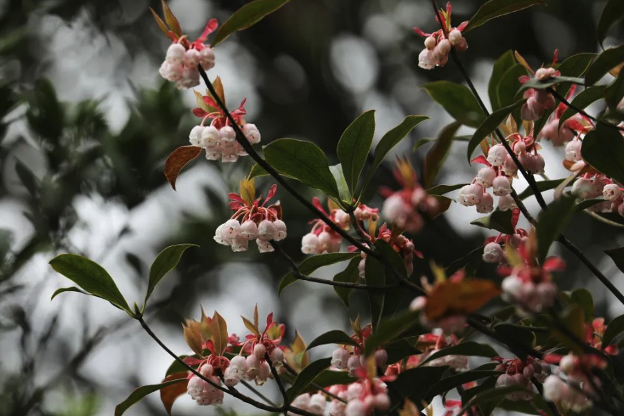 吊鍾花可以室內養殖嗎？