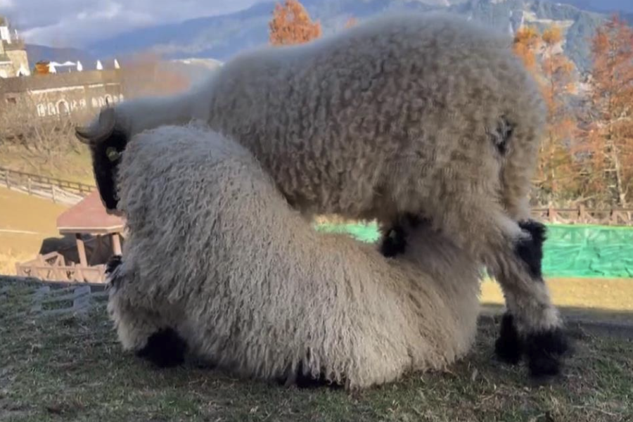 山羊羔羊的植物性飼料怎麼選擇？