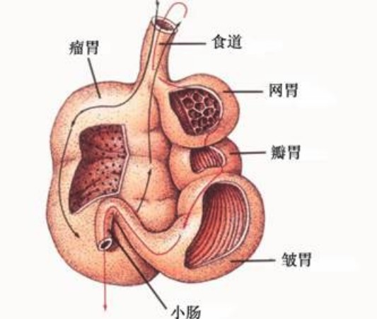 山羊有幾個胃，都有什麼功能 ？