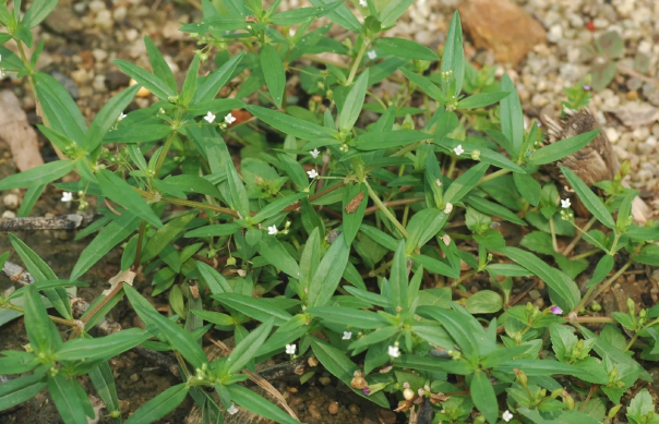 傘房花耳草容易感染什麼病害 ？