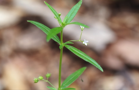 傘房花耳草怎麼進行扡插 ？