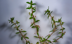 <strong>傘房花耳草對光照要求怎麼樣，夏季需要避開陽光嗎 ？</strong>