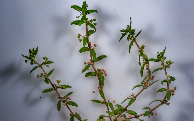 傘房花耳草對光照要求怎麼樣，夏季需要避開陽光嗎 ？