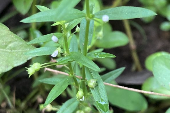 傘房花耳草怎麼進行追肥維護 ？