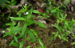 <strong>傘房花耳草對種植的土壤基質有什麼要求 ？</strong>